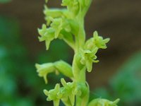 Gennaria diphylla 4, Saxifraga-Ed Stikvoort