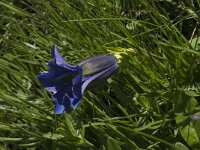 Gentiana acaulis 1, Stengelloze gentiaan, Saxifraga-Willem van Kruijsbergen