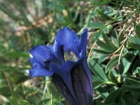 Gentiana alpina