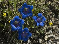 Gentiana angustifolia