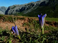 Gentiana angustifolia 35, Saxifraga-Ed Stikvoort : pas Pandebano - Naranjo de Bulnes s9900