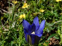 Gentiana angustifolia 36, Saxifraga-Ed Stikvoort : pas Pandebano - Naranjo de Bulnes s9900