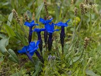 Gentiana bavarica