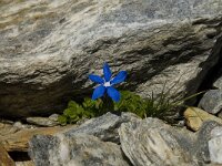 Gentiana brachyphylla