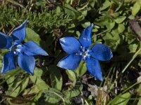 Gentiana brachyphylla 4, Saxifraga-Willem van Kruijsbergen