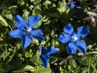 Gentiana brachyphylla 5, Saxifraga-Willem van Kruijsbergen