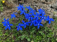 Gentiana brachyphylla 6, Saxifraga-Harry Jans