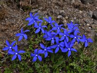 Gentiana brachyphylla 8, Saxifraga-Harry Jans