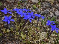 Gentiana brachyphylla 9, Saxifraga-Harry Jans