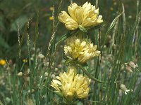 Gentiana burseri