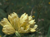 Gentiana burseri 2, Saxifraga-Jan van der Straaten