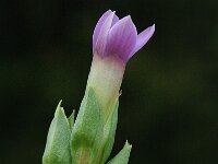 Gentiana campestris, Field Gentian