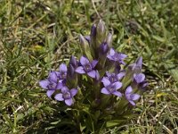 Gentiana campestris ssp campestris 1, Veldgentiaan, Saxifraga-Jan van der Straaten