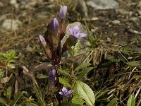 Gentiana campestris ssp campestris 3, Veldgentiaan, Saxifraga-Willem van Kruijsbergen