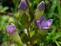 Gentianella campestris 11, Veldgentiaan, Saxifraga-Ed Stikvoort