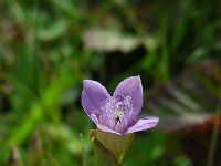 Gentianella campestris 7, Veldgentiaan, Saxifraga-Ed Stikvoort