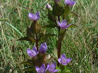 Gentianella campestris 8, Veldgentiaan, Saxifraga-Ed Stikvoort