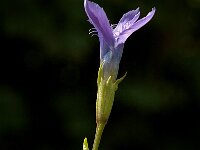 Gentiana ciliata 1, Franjegentiaan, Saxifraga-Marijke Verhagen