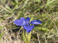Gentiana ciliata 10, Franjegentiaan, Saxifraga-Willem van Kruijsbergen