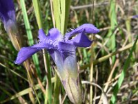Gentiana ciliata 4, Franjegentiaan, Saxifraga-Jan Willem Jongepier