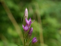 Gentiana germanica 1, Saxifraga-Dirk Hilbers