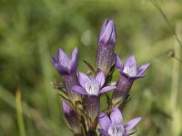 Gentiana germanica 10, Saxifraga-Willem van Kruijsbergen