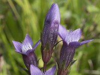 Gentiana germanica 11, Saxifraga-Willem van Kruijsbergen