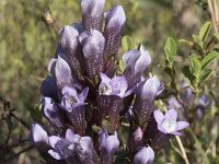 Gentiana germanica 12, Saxifraga-Willem van Kruijsbergen