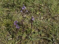 Gentiana germanica 13, Saxifraga-Willem van Kruijsbergen
