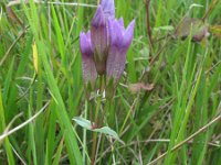 Gentiana germanica 2, Saxifraga-Rutger Barendse