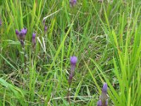 Gentiana germanica 3, Saxifraga-Rutger Barendse