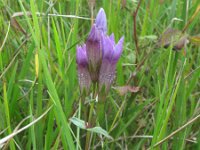 Gentiana germanica 4, Saxifraga-Rutger Barendse