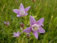 Gentiana germanica 6, Saxifraga-Ed Stikvoort