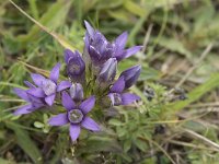 Gentiana germanica 7, Saxifraga-Willem van Kruijsbergen