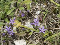 Gentiana germanica 8, Saxifraga-Willem van Kruijsbergen