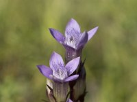 Gentiana germanica 9, Saxifraga-Willem van Kruijsbergen