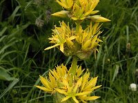 Gentiana lutea 10, Saxifraga-Willem van Kruijsbergen
