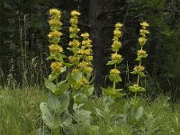 Gentiana lutea 13, Saxifraga-Jan van der Straaten