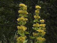 Gentiana lutea 14, Saxifraga-Jan van der Straaten