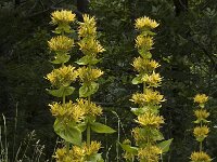 Gentiana lutea 15, Saxifraga-Jan van der Straaten