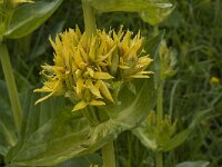 Gentiana lutea 19, Saxifraga-Willem van Kruijsbergen