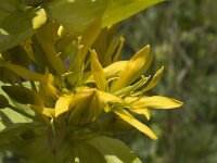 Gentiana lutea 2, Saxifraga-Jan van der Straaten