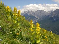 Gentiana lutea 22, Foto Fitis-Sytske Dijksen
