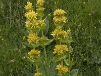 Gentiana lutea 23, Saxifraga-Willem van Kruijsbergen