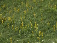 Gentiana lutea 25, Saxifraga-Willem van Kruijsbergen