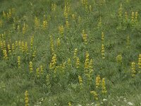 Gentiana lutea 26, Saxifraga-Willem van Kruijsbergen