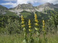 Gentiana lutea 36, Saxifraga-Willem van Kruijsbergen