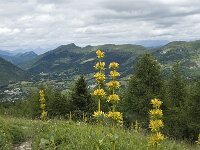 Gentiana lutea 37, Saxifraga-Willem van Kruijsbergen