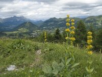 Gentiana lutea 38, Saxifraga-Willem van Kruijsbergen