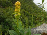 Gentiana lutea 39, Saxifraga-Ed Stikvoort